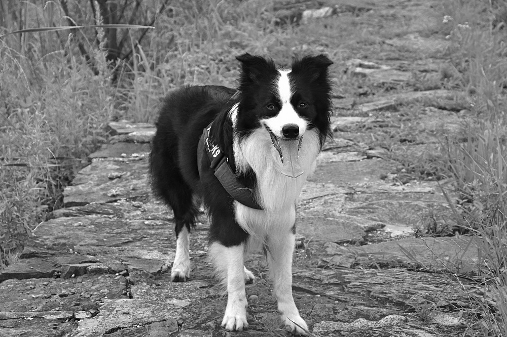 荷（图ZMTIwODg5NDI4） - 风光摄影 - 站酷设计师CNLILY原创素材 - 站酷ZCOOL