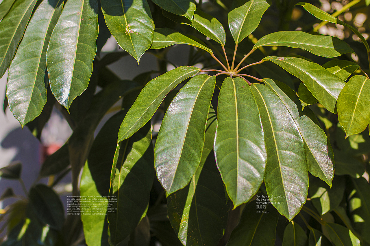 广州的冬天-时运与涅槃