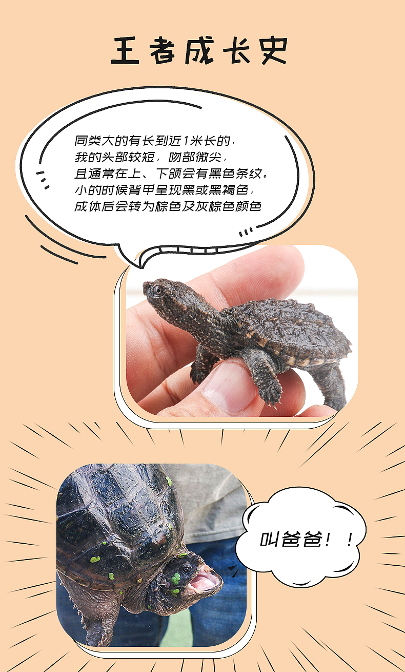 漫画风格北美小鳄龟乌龟水族详情页