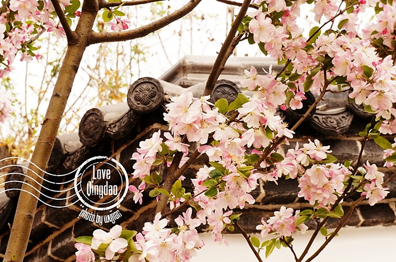 【wujian】倾国“青”城—Love QingDao