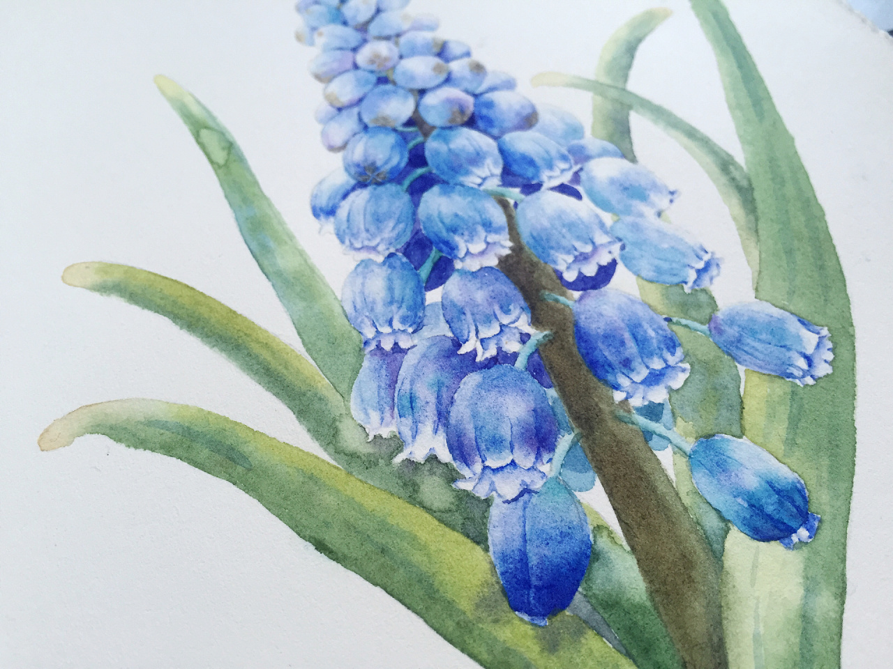 葡萄风信子/花卉