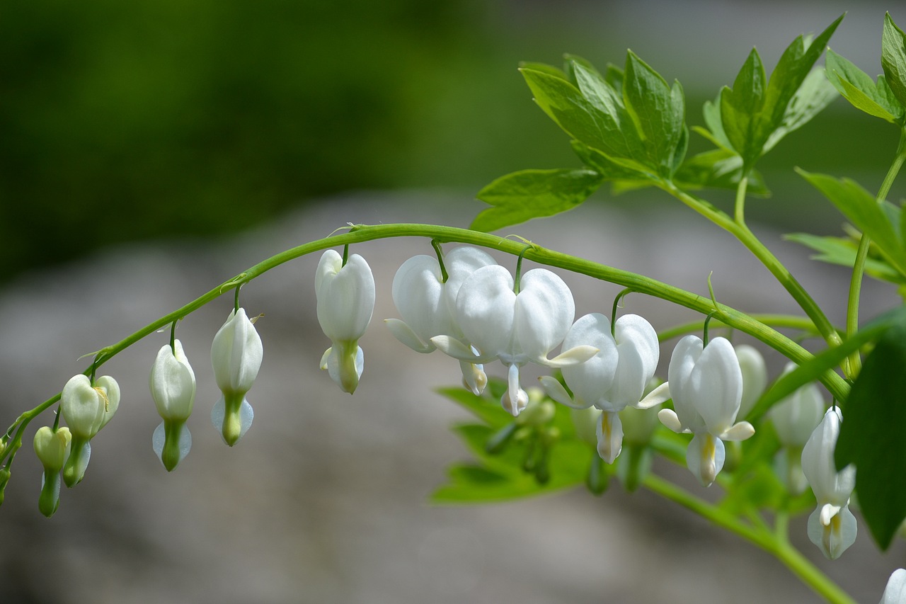 bleeding heart (荷包牡丹)