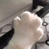 做我的猫猫的头像