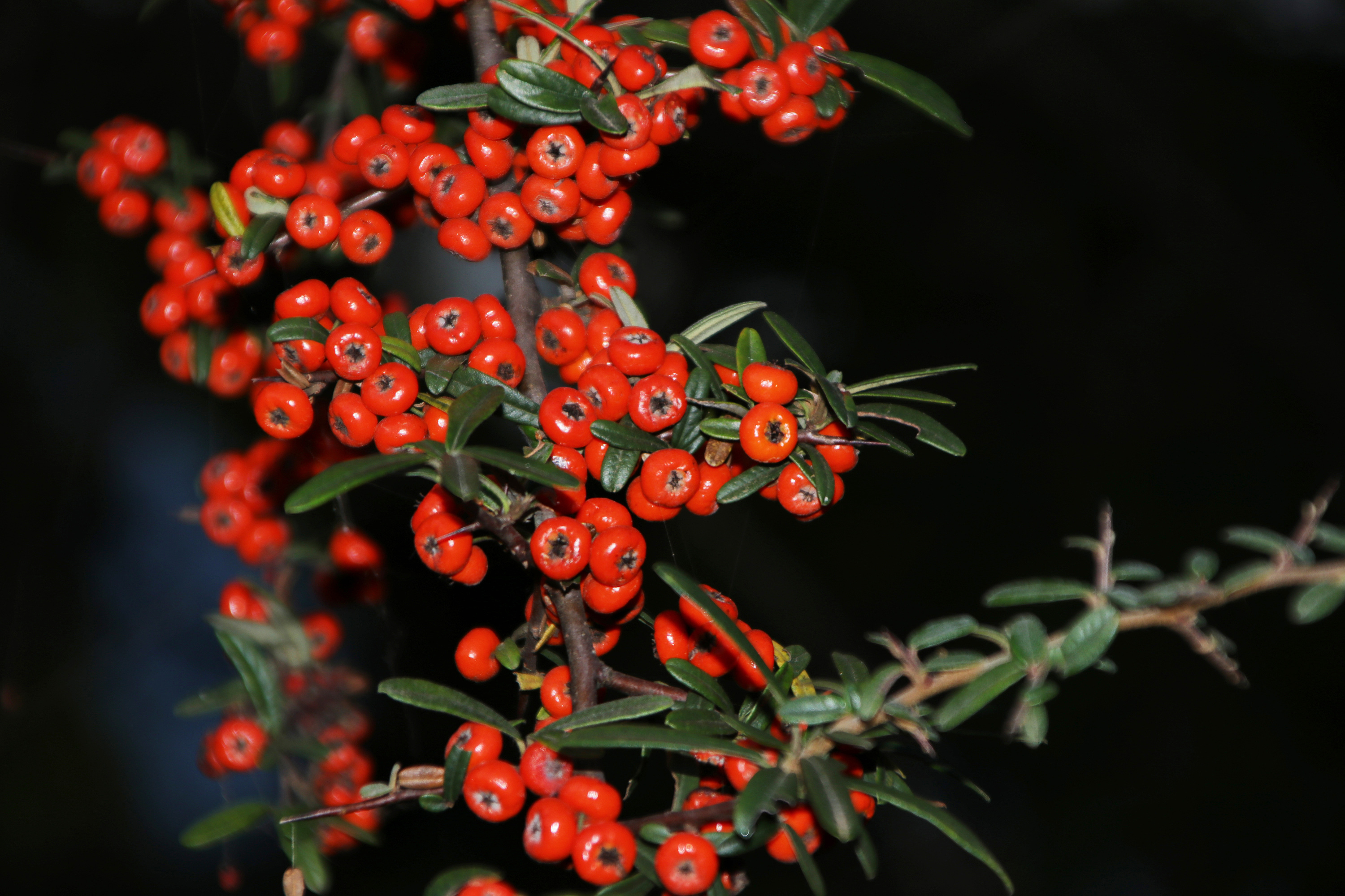 不知名的野果子