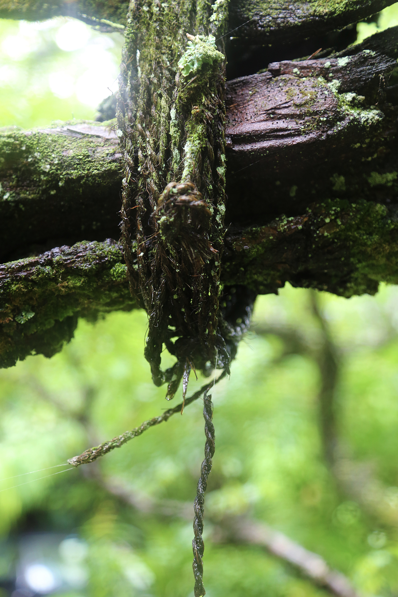 古树（图ZMzY5NDY0Mjg=） - 其他摄影 - 站酷设计师MEINERU原创素材 - 站酷ZCOOL