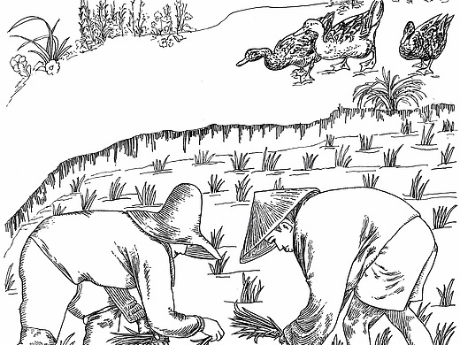 耕田 耕种 耕牛 稻田 鸭子