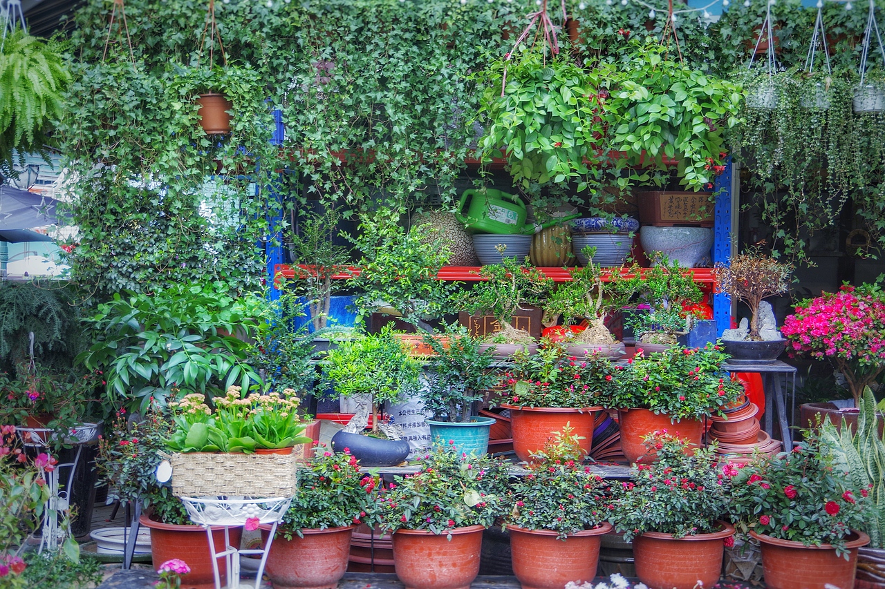 深圳荷兰花卉小镇 花花世界（图ZNjk0MzA2MTI=） - 产品摄影 - 站酷设计师chenzehui原创素材 - 站酷ZCOOL