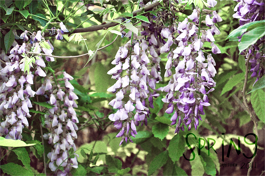 春天的随便乱照（图ZMjk5MjYzMg==） - 风光摄影 - 站酷设计师chobi原创素材 - 站酷ZCOOL