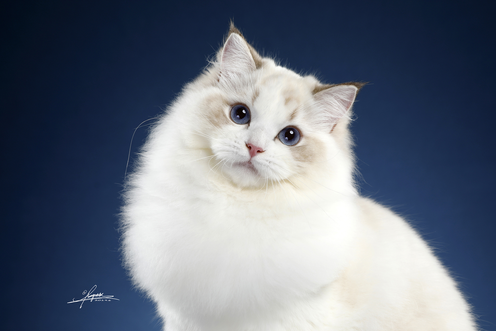 布偶猫|摄影|宠物摄影|AMYWORKS赛猫摄影 - 原创作品 - 站酷 (ZCOOL)