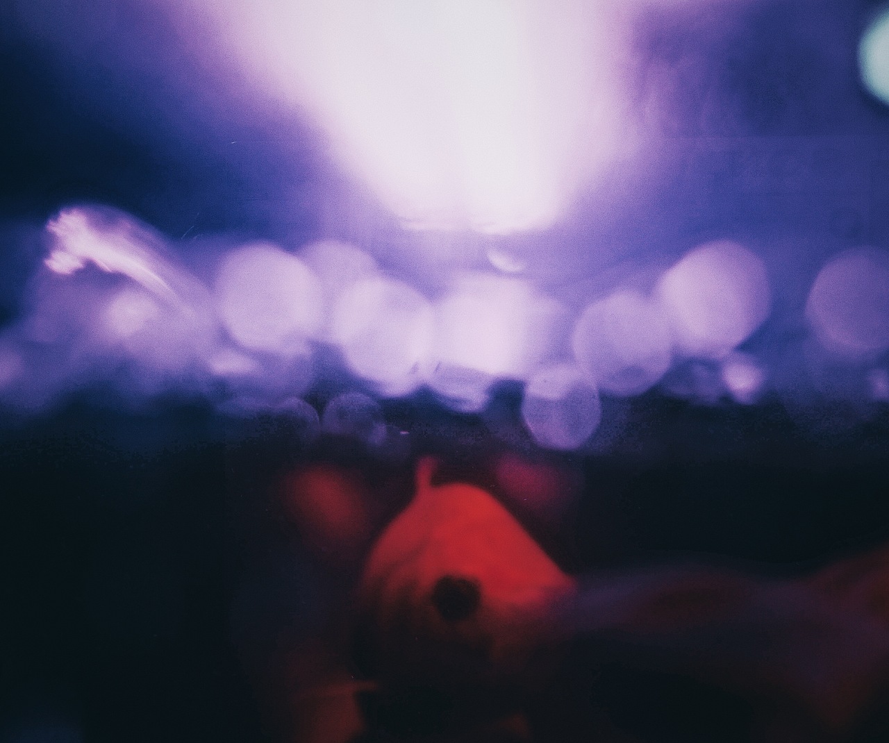我不是你观赏的鱼（图ZNzY4MjY2Mjg=） - 宠物摄影 - 站酷设计师崖鱼原创素材 - 站酷ZCOOL