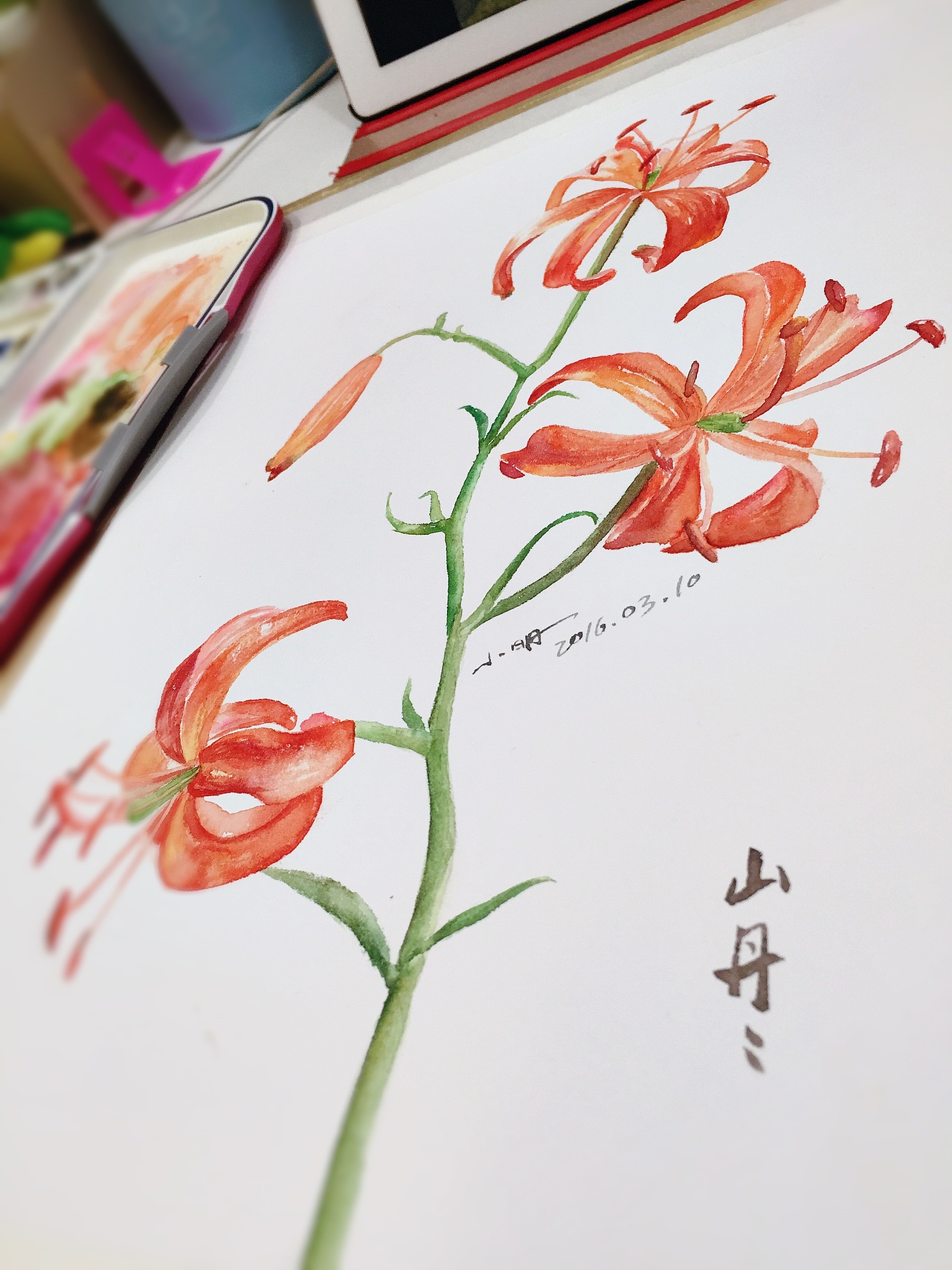 原创作品:山丹丹