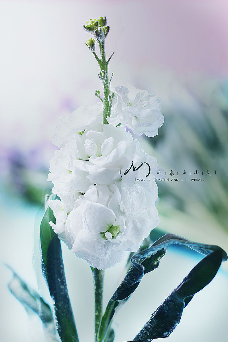 Flower-紫罗兰（图ZOTkyMjM5NDg=） - 产品摄影 - 站酷设计师小米与小麦原创素材 - 站酷ZCOOL