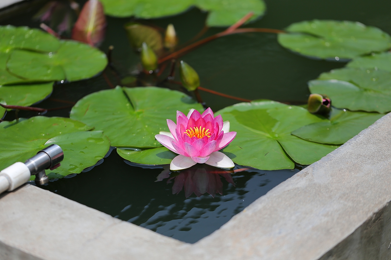 水池里的睡莲开了