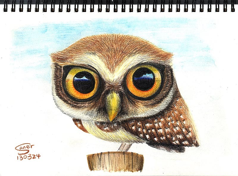 猫头鹰没画够呢,再来一只完整的.