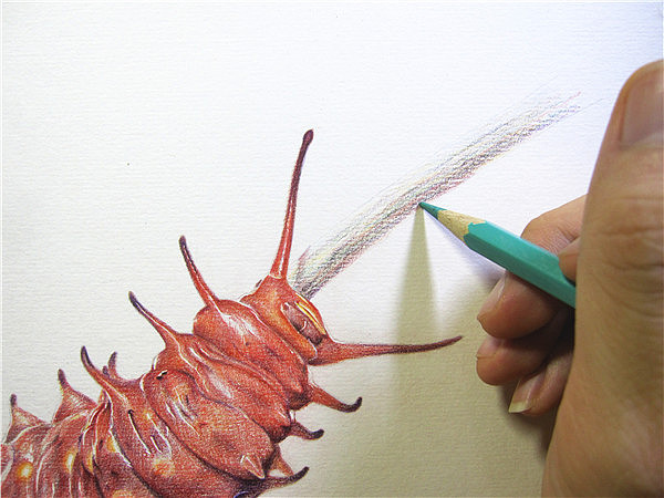 纸上彩铅--《凤蝶幼虫》过程随录（图ZMTM1NTczNDQ=） - 绘画 - 站酷设计师超超的青葱原创素材 - 站酷ZCOOL