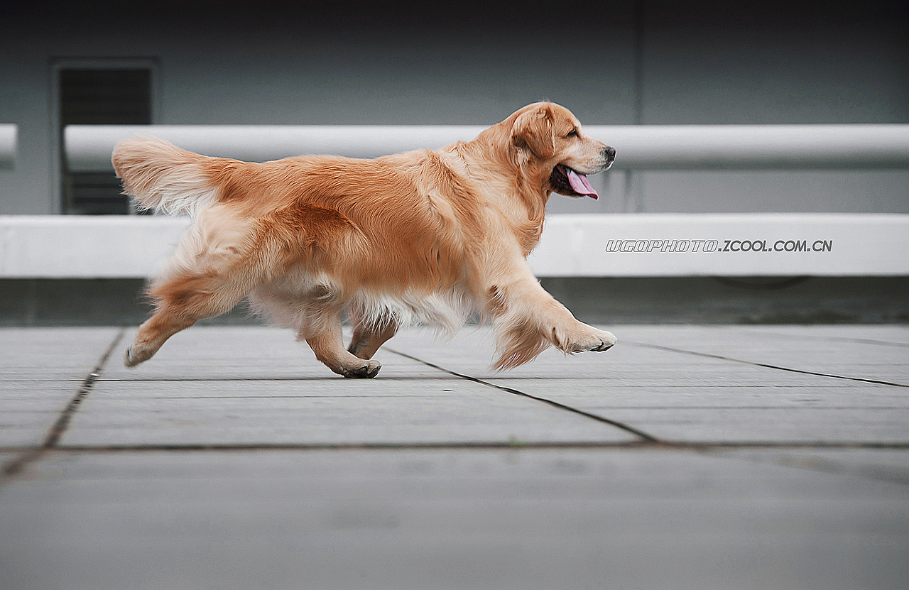 keep u style姿态【动物摄影师何某某个人作品27】