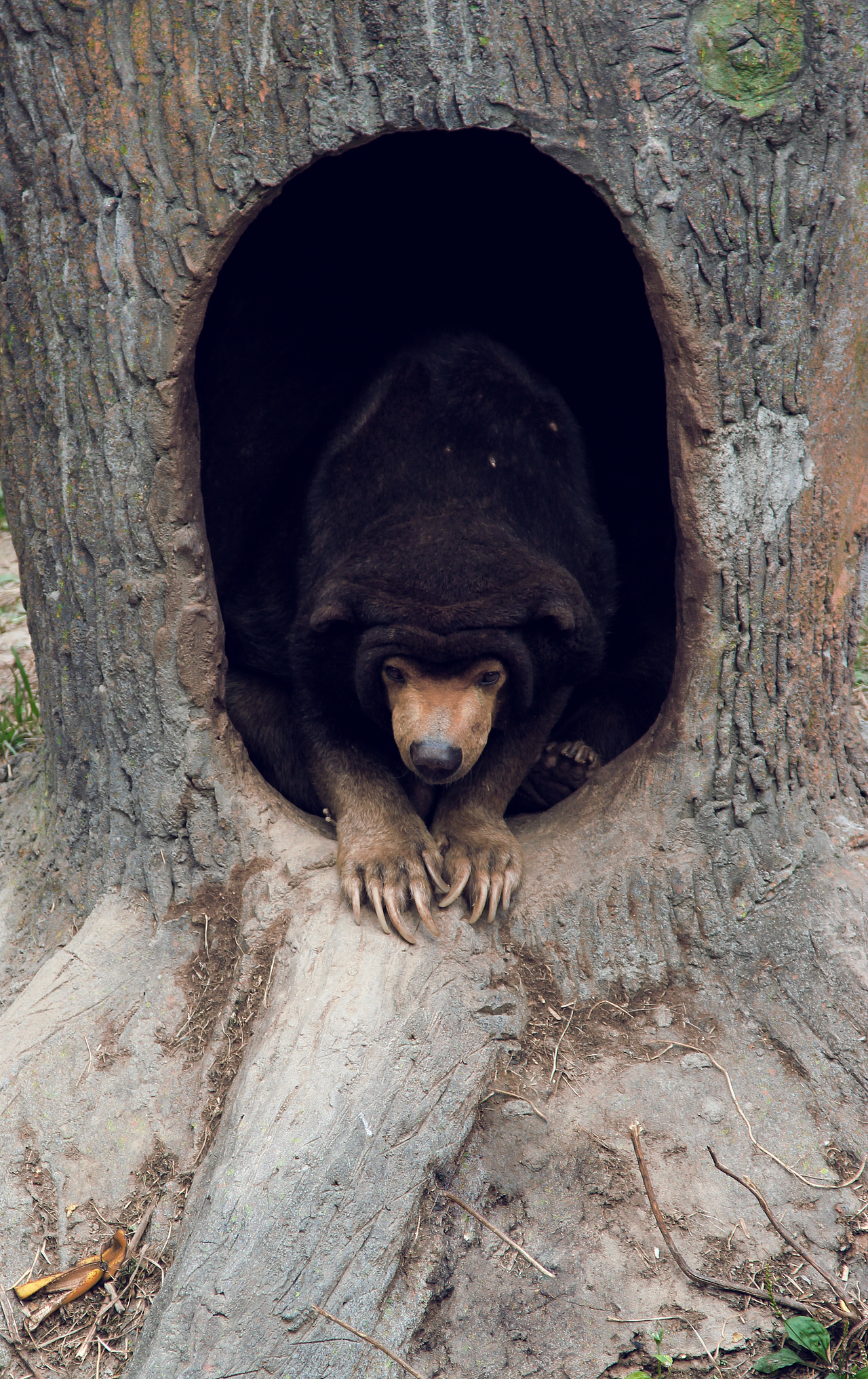 上海动物园的小伙伴们（图ZMTMwMzk3OTI=） - 风光摄影 - 站酷设计师LeoHMI原创素材 - 站酷ZCOOL