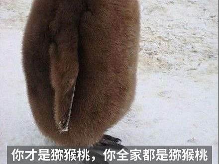 猕猴桃首页/logo