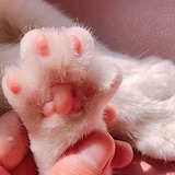 小黄摆摆手的头像