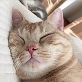 毛腿君的头像