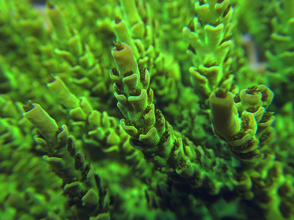我又来拍海底世界了！（图ZNTI5NzA0NTI=） - 宠物摄影 - 站酷设计师盛夏回望原创素材 - 站酷ZCOOL
