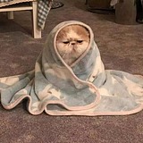 我的北极星的头像