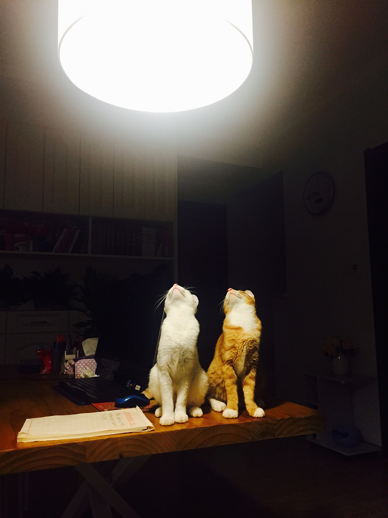 我家那几口子-手机拍摄