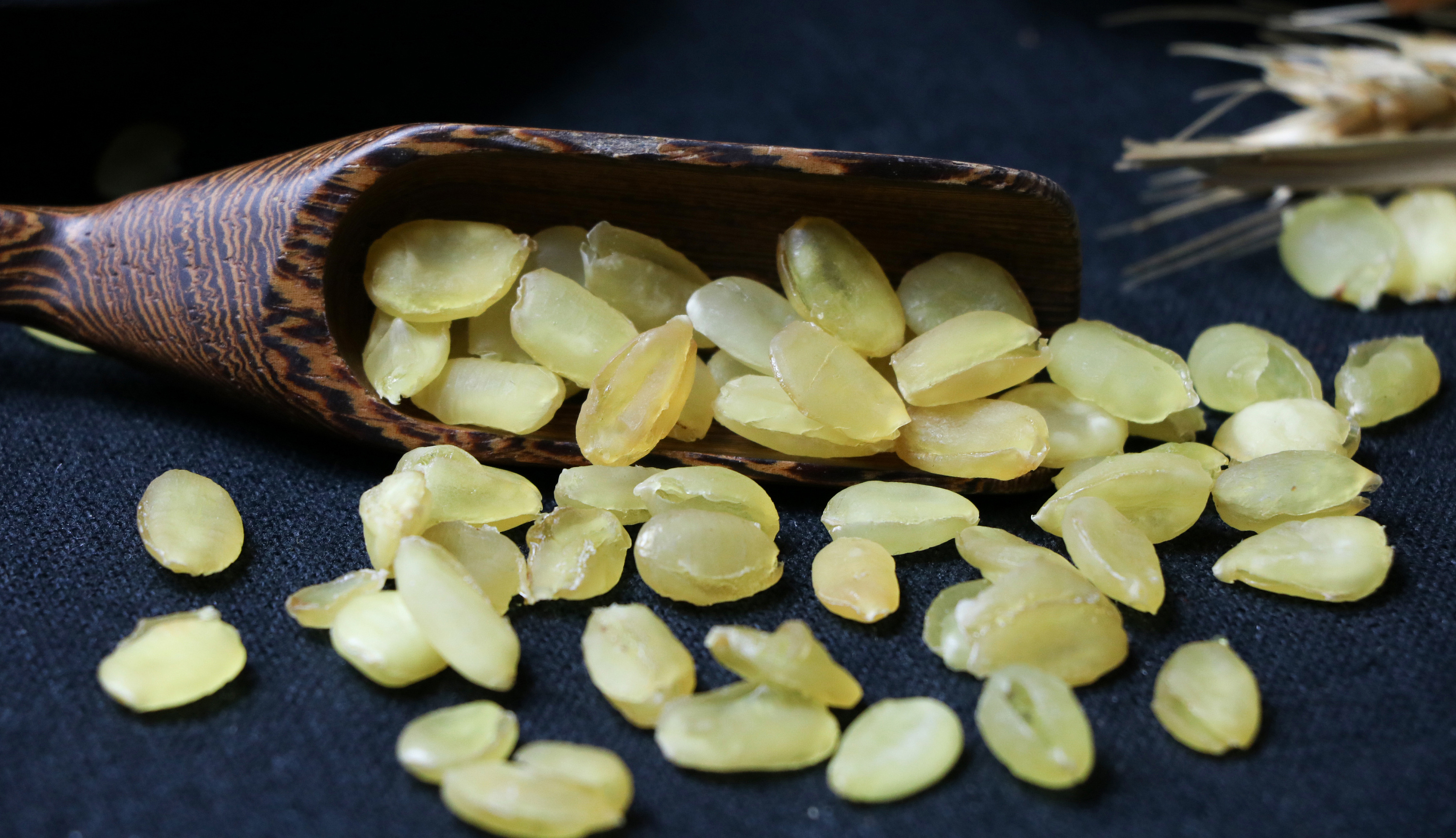 原创|鉴参堂|皂角米