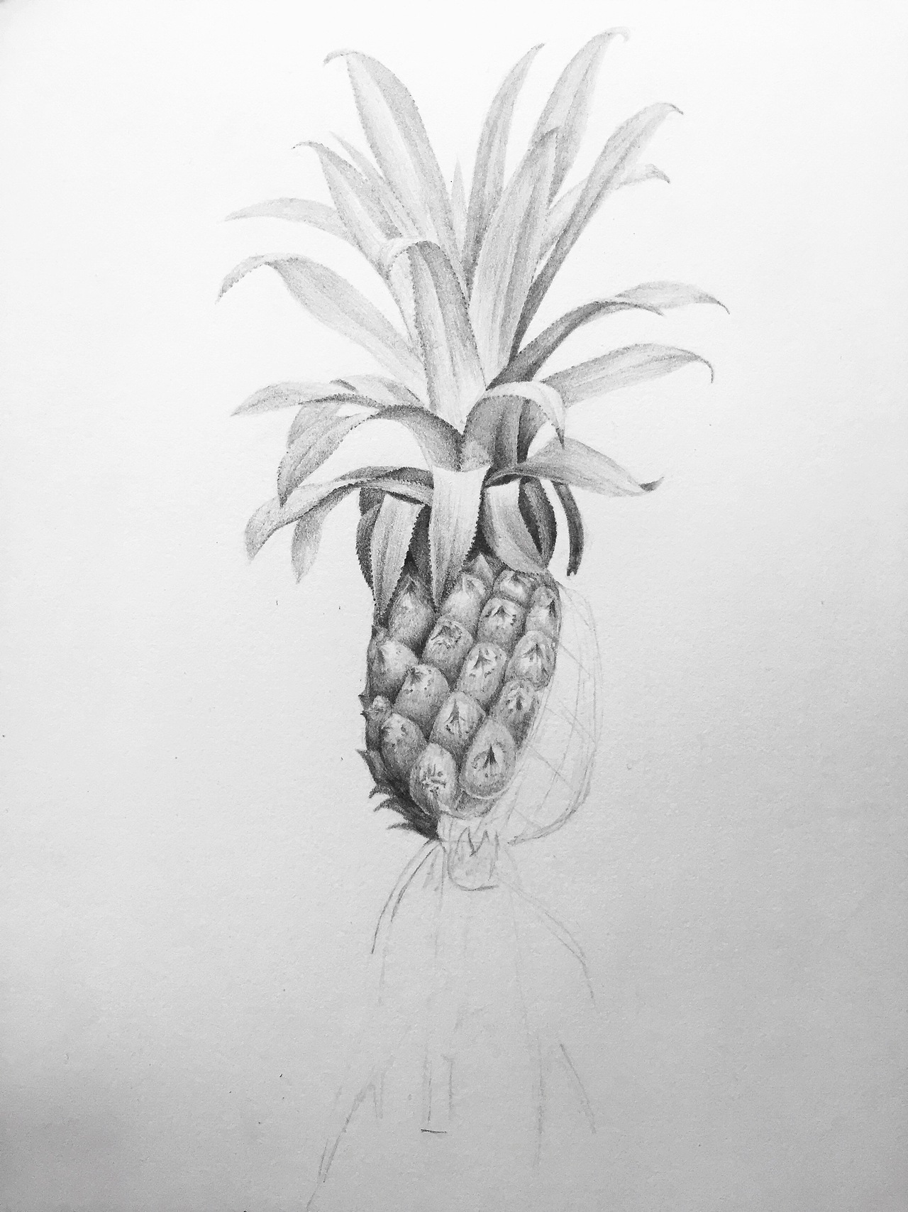 【素描】菠萝