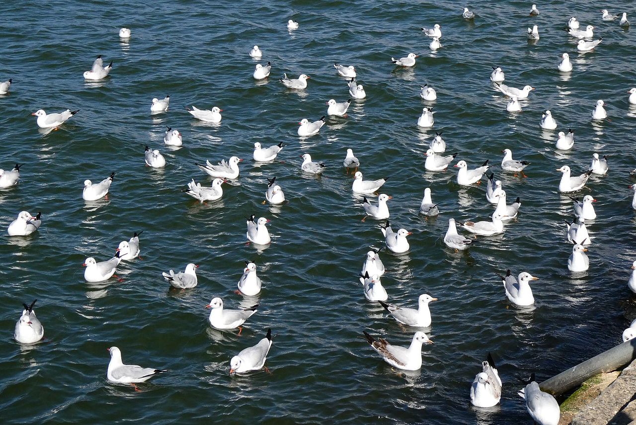 洱海上的海鸥们