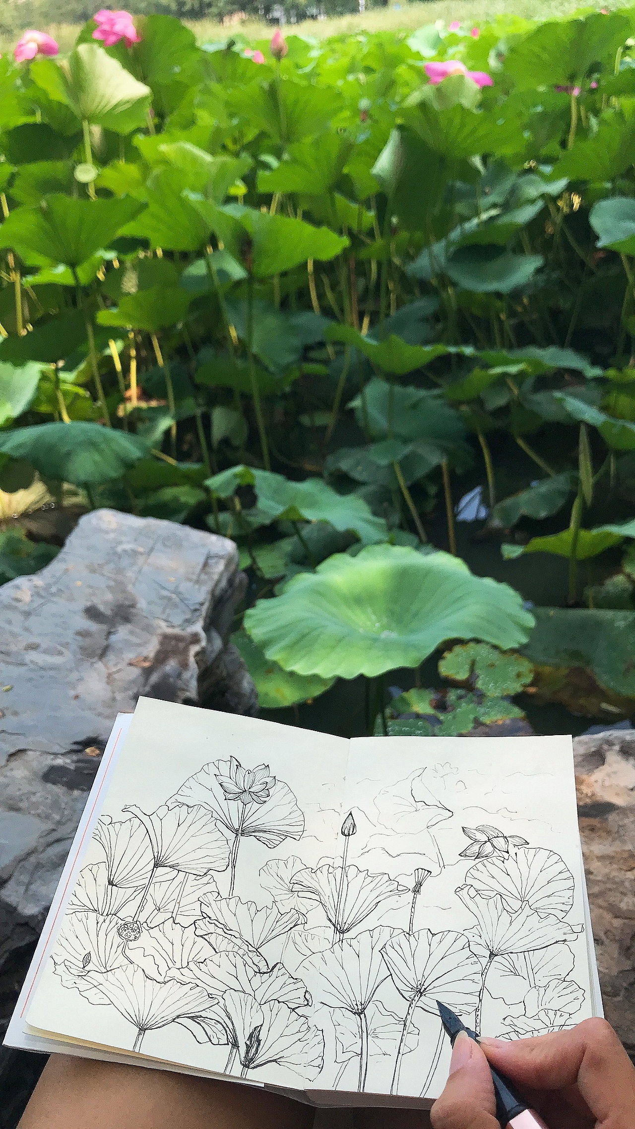 清晨绘D25钢笔速写