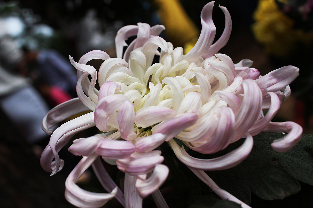 花姿——东湖菊花展