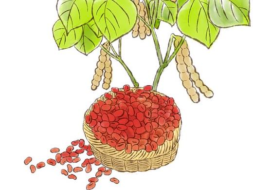 五谷杂粮手绘插画