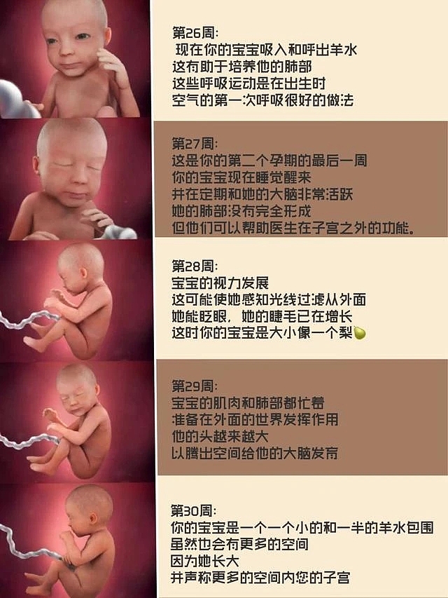 好奇怀胎十月的成长过程吗快来看看吧