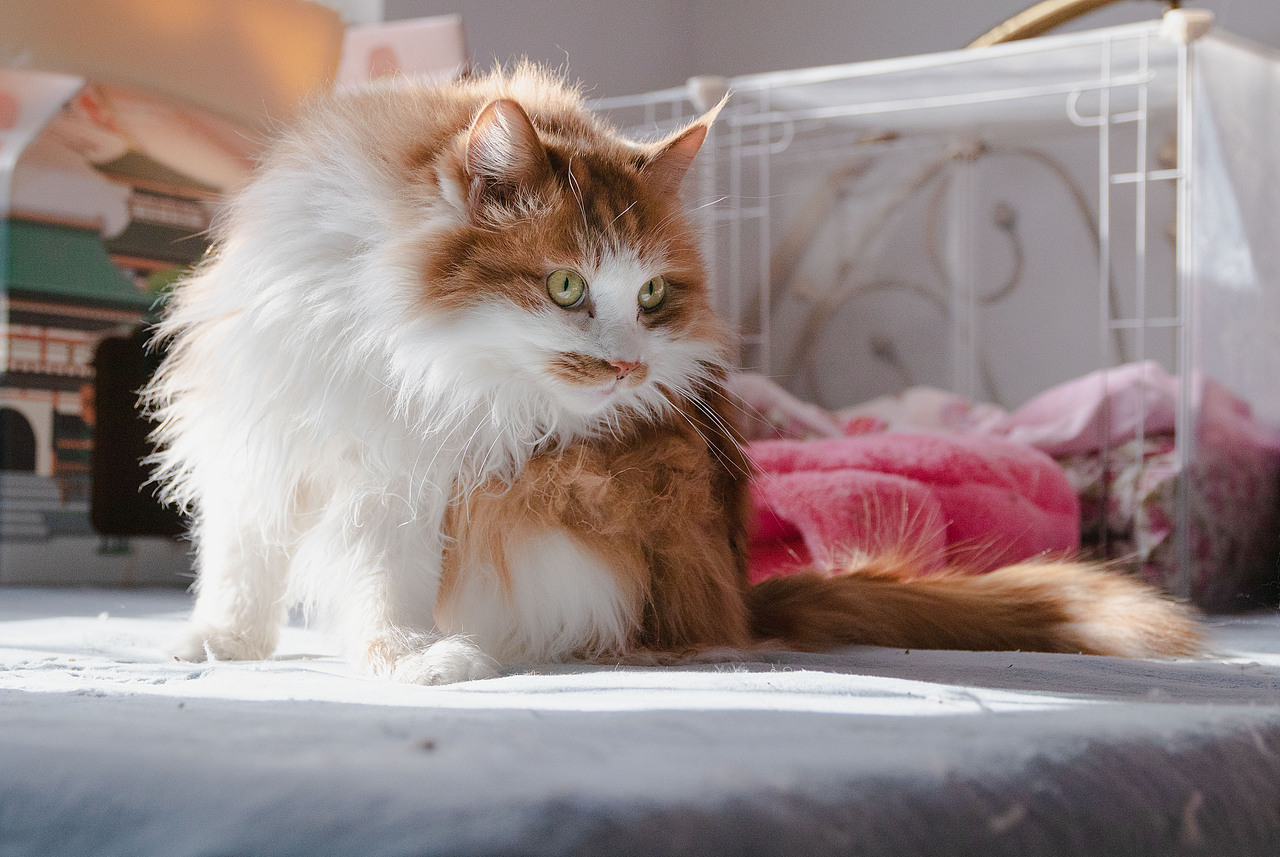 被收养的流浪猫(三)