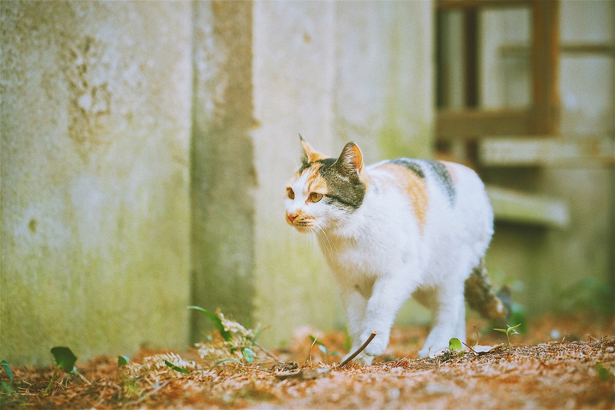 三花出轨记（图ZMTAxMjcxODM2） - 宠物摄影 - 站酷设计师撸猫者原创素材 - 站酷ZCOOL