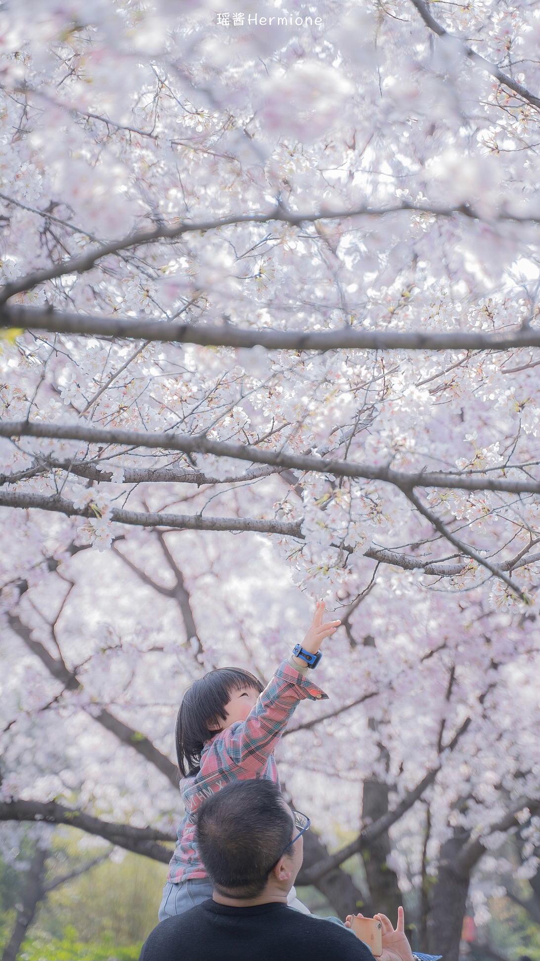 没有一个春天不会到来 | 时隔一年，武大樱花如约而至（图ZMjQ3MzgwNTE2） - 人文/纪实摄影 - 站酷设计师瑶酱Hermione原创素材 - 站酷ZCOOL