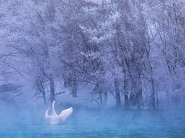 风景+动物+日常