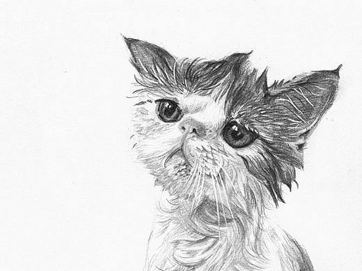 洗澡的猫咪（个人主页-ZMzY0NDI4ODg=） - 创作习作 - 站酷设计师SouSang原创素材 - 站酷ZCOOL