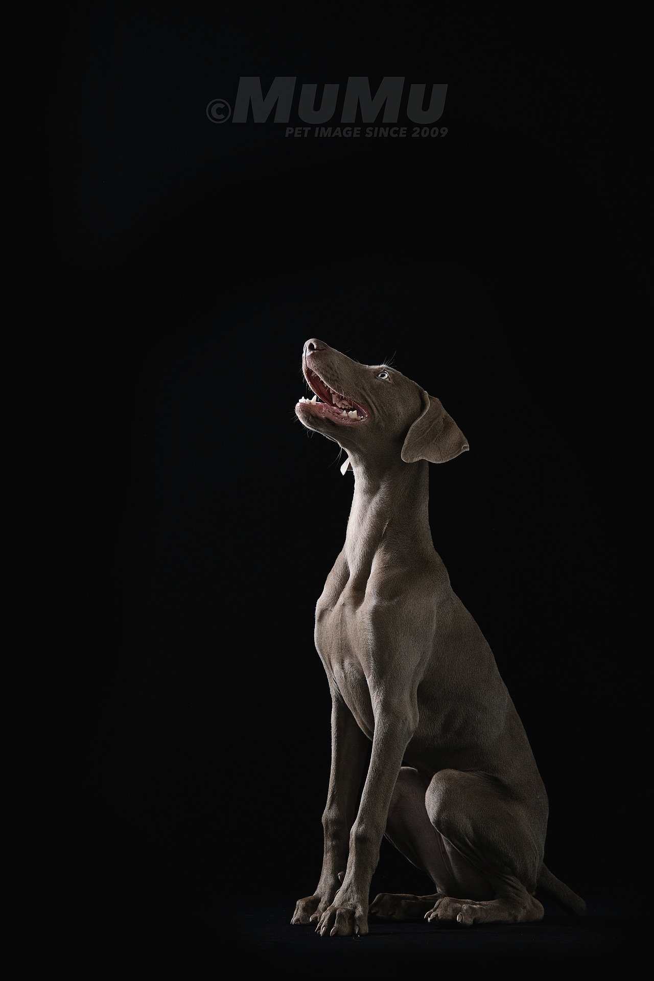 穆牧摄影-宠物摄影(2020总结1)