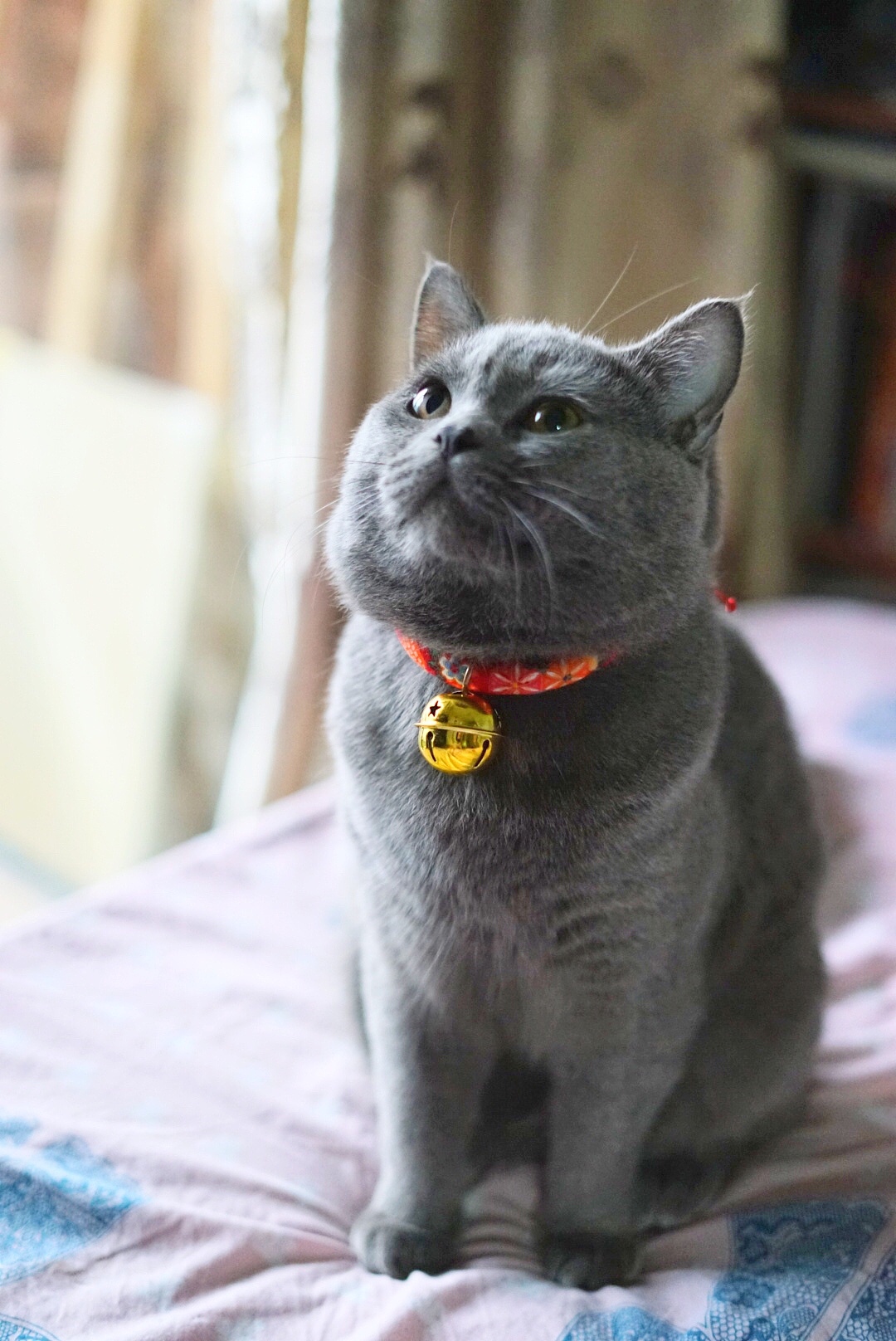 一只叫胖子的袜子