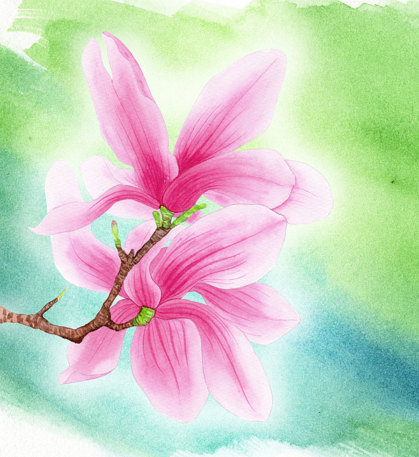 水彩辛夷花教程步骤一个画渣的伪教程