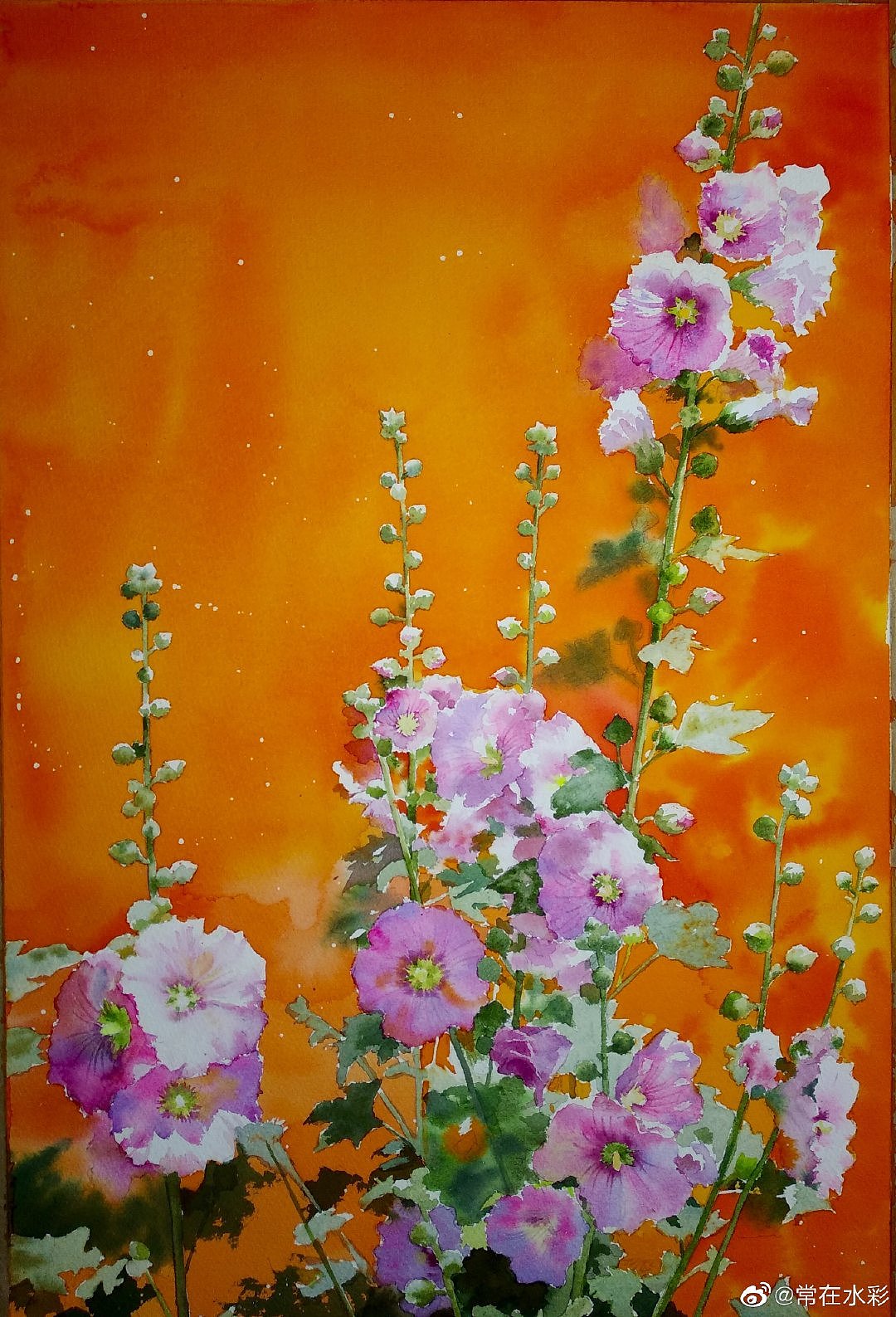 常在水彩蜀葵花合集1