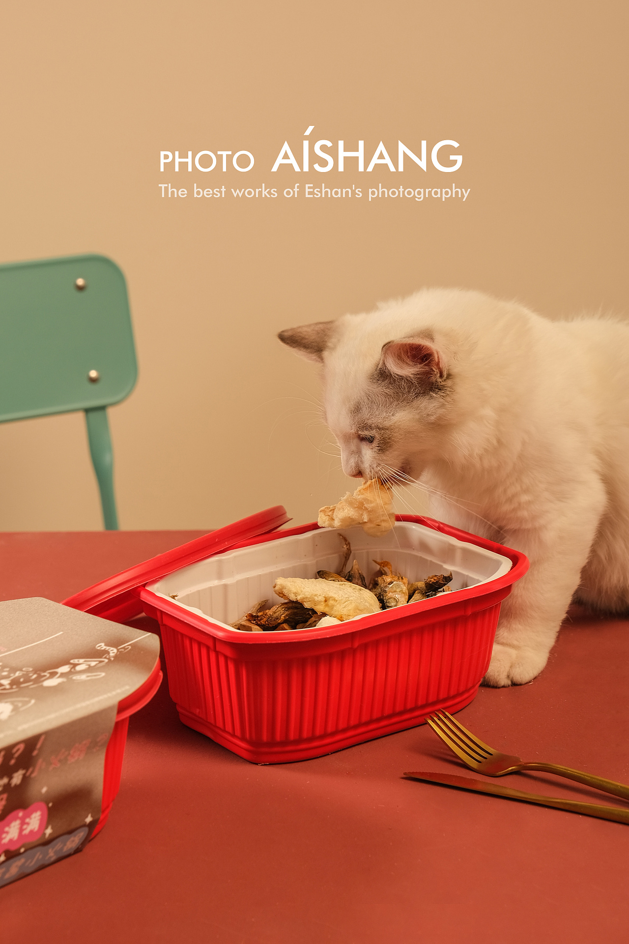 猫火锅宠物火锅