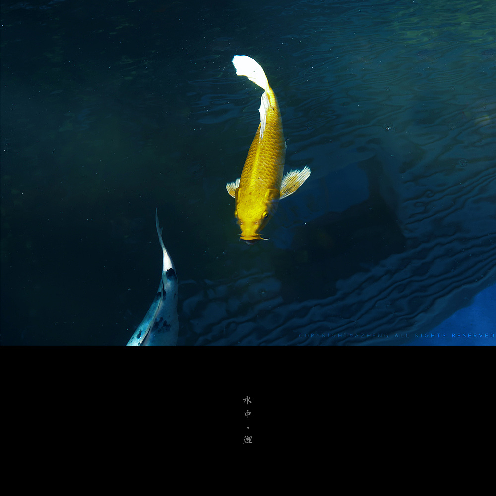   摄影 > 水中 ·鲤|摄影|动物|临水之筝 - 原创作品 - 站酷 (zcool)