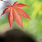 叶落知秋一的头像