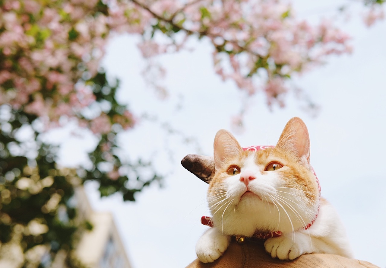 午餐肉养鱼的个人主页（封面预览） - 主页封面设置 - 站酷设计师午餐肉养鱼原创素材 - 站酷ZCOOL