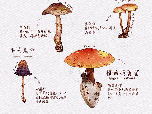 钢笔淡彩菌菇图鉴①