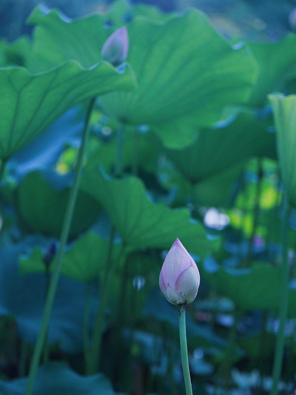 五台山泉打卡竹荷文化季