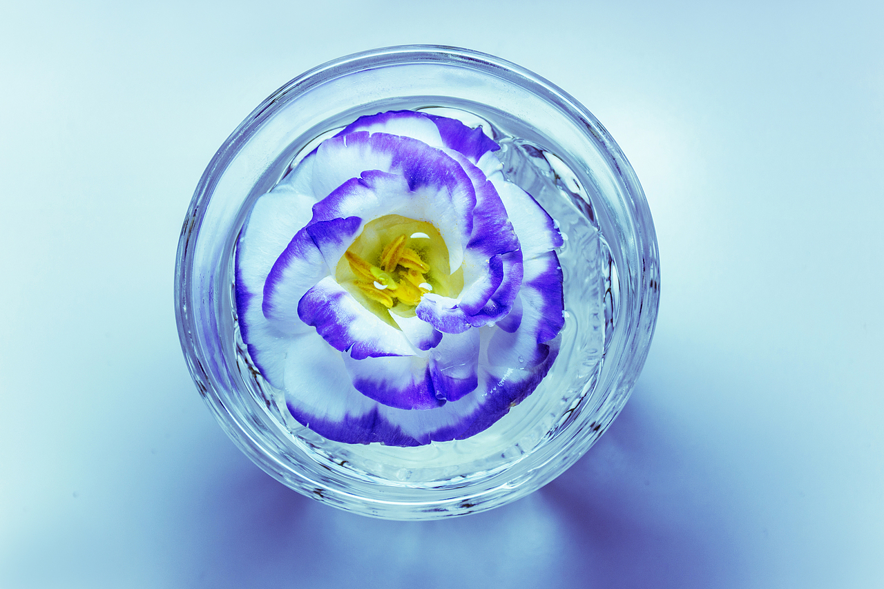 花言花语|花艺产品摄影（图ZNjI2MTEyMDA=） - 产品摄影 - 站酷设计师annablle原创素材 - 站酷ZCOOL
